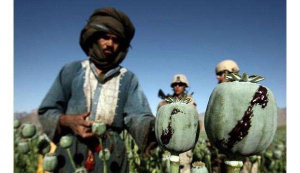 美國:世界最大的“毒販”,種植了全球80%的罌粟,每年獲暴利 美國:世界最大的“毒販”,種植了全球80%的罌粟,每年獲暴利