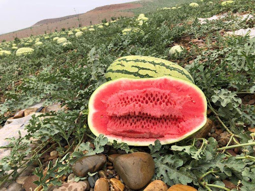 “戈壁西瓜”危害有多大？年營收20多億的硒砂瓜，為何被區域性禁種