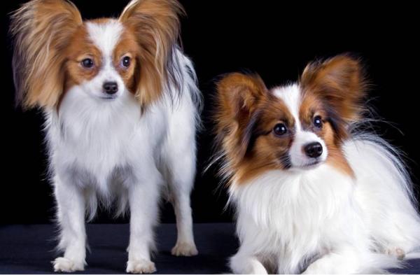 蝴蝶犬不擅表達,但有這6個行為,是在偷偷愛著你 蝴蝶犬不擅表達,但有這6個行為,是在偷偷愛著你