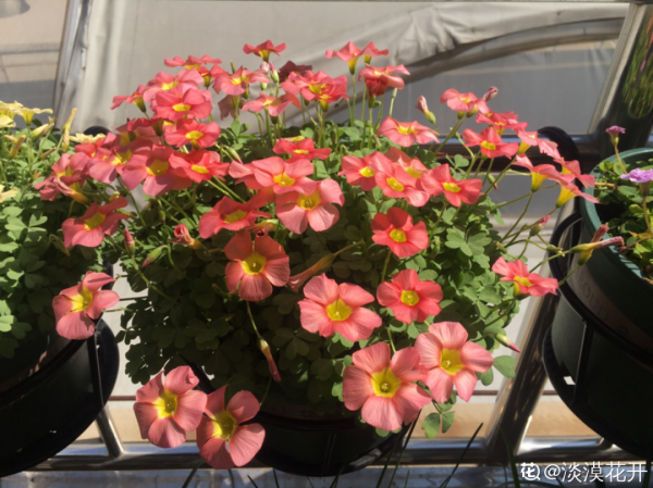 繁殖量感人的小草花,1盆能頂多盆,小陽臺也能變花海 繁殖量感人的小草花,1盆能頂多盆,小陽臺也能變花海