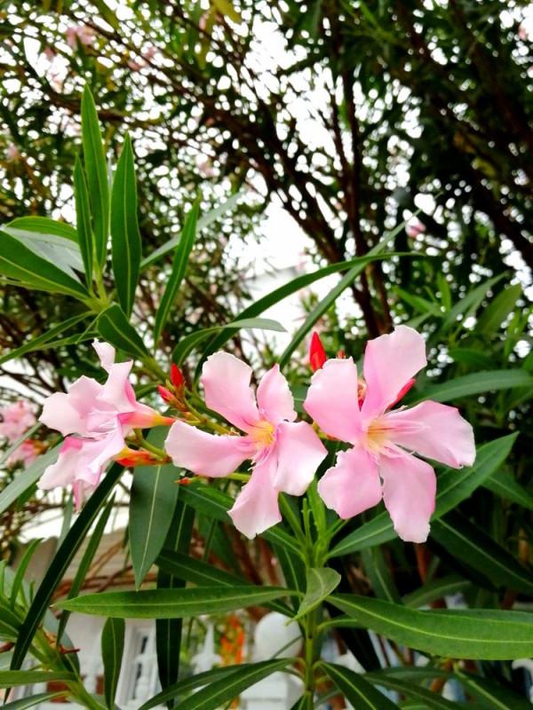 北海散記之花卉篇（下）