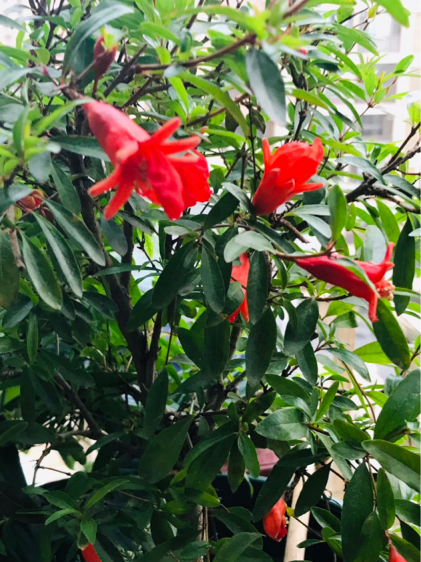 家有庭院,養好石榴盆栽,好運自然來 家有庭院,養好石榴盆栽,好運自然來