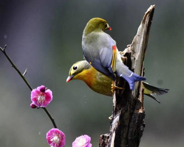 相思鳥一一愛情的象徵