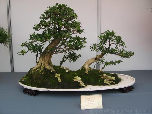 有3種樹價值高，擺在客廳就是“鎮宅木”，養成老樁，盆盆上千