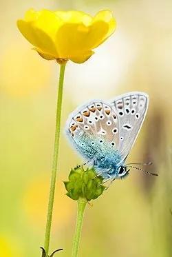 分享——美麗的蝴蝶