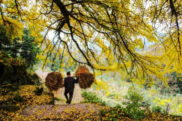 11月，看湖北，疊翠流金！