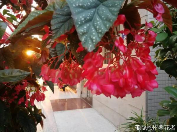 1種花俗稱“搖錢樹”,滿盆長滿小元寶,大吉大利,好看吉祥 1種花俗稱“搖錢樹”,滿盆長滿小元寶,大吉大利,好看吉祥