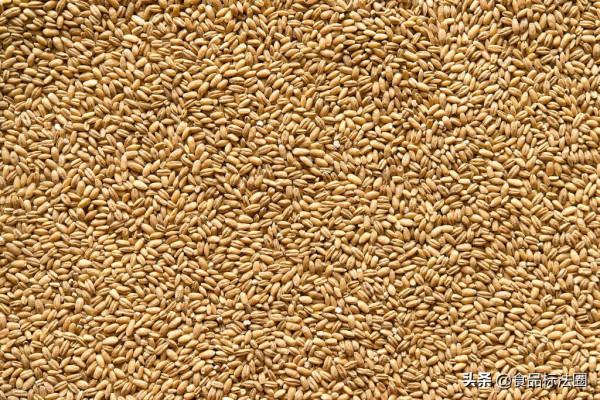 熱點關注！俄羅斯全境小麥和大麥獲准輸華