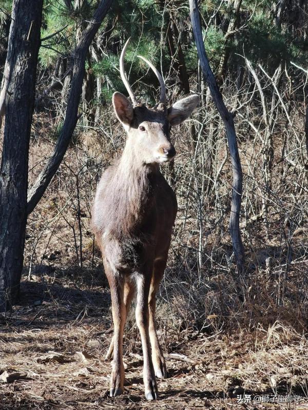 休假~蓮花山鹿篇 休假~蓮花山鹿篇