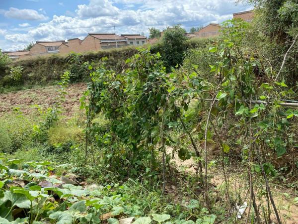 集團董事長高董種植的農作物給全國各地的朋友分享 集團董事長高董種植的農作物給全國各地的朋友分享