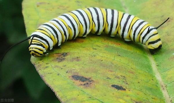 《中國大百科全書（第2版）》讀書筆記02361-斑蝶科