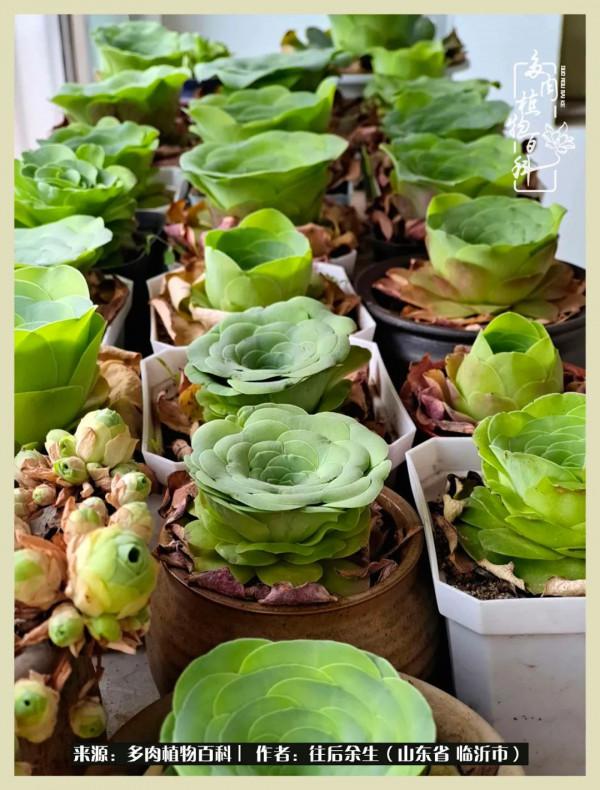 北方有多肉,絕世而獨立!一顧傾人城,再顧傾人國 北方有多肉,絕世而獨立!一顧傾人城,再顧傾人國