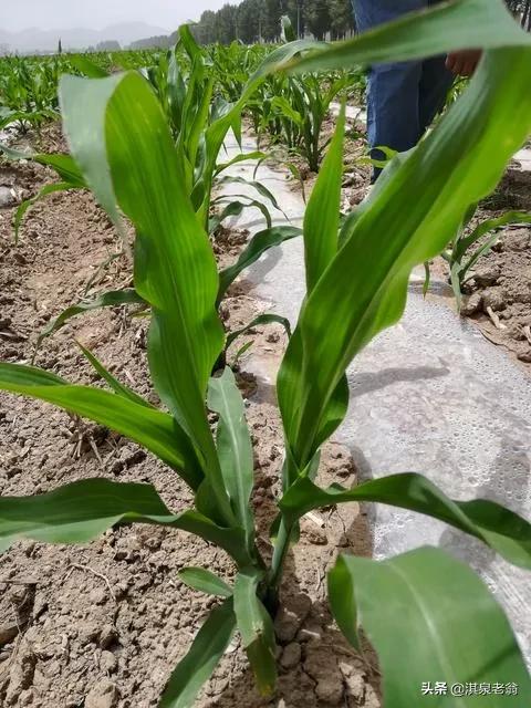 玉米種植一穴單株、雙株、三株，哪種模式高產？看後有答案