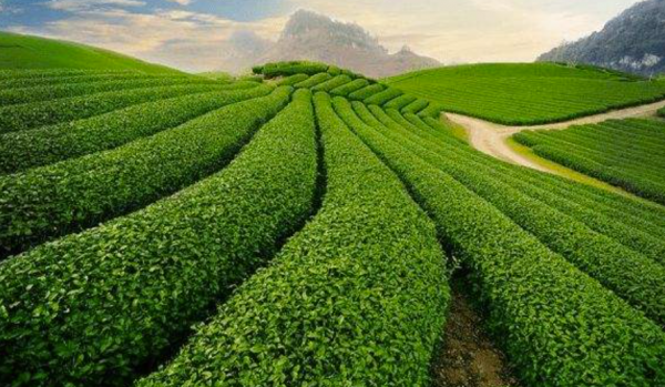 貴州中晟環球大宗商品交易中心（貴州農商）是騙局嗎？