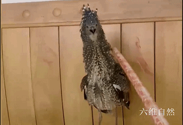 廣西一隻怪鳥飛入女子家，遇到人驅趕，立即翅膀撐牆炸毛帥氣反擊