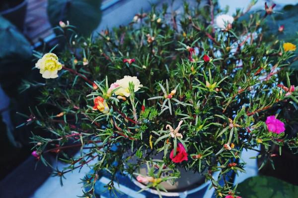 養花人都該學會的4項技能,養花方便還能省錢,輕鬆提升養花經驗 養花人都該學會的4項技能,養花方便還能省錢,輕鬆提升養花經驗