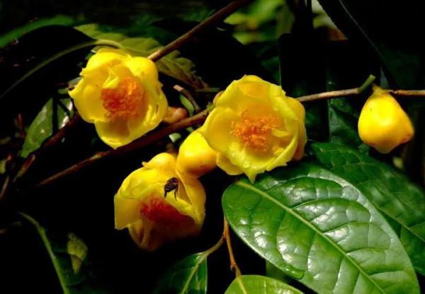 每天一杯“金花茶”，竟有如此多的好處，不僅可以觀賞還可以食用