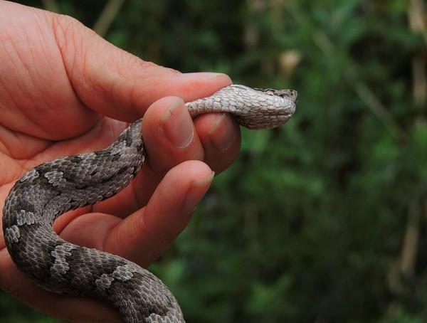 大連蛇島上的蛇為何越來越兇猛？一度傷痕累累，如今重煥生機