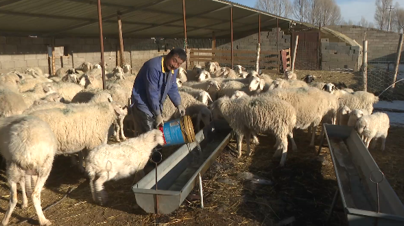 【奮鬥百年路 啟航新徵程·鄉村振興看民樂】我縣畜禽飼養量達268.8萬頭只