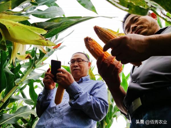 2022年玉米品種該怎樣選？基層農資店透露3個標準，抗鏽病成焦點