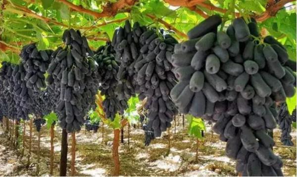 一學就會的致富經為何一做就成“致負經”,原因何在? 一學就會的致富經為何一做就成“致負經”,原因何在?