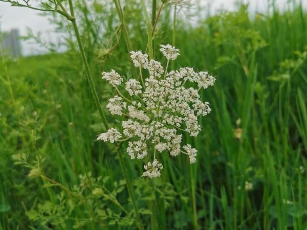 路邊的蒲公英，比拳頭還大，太可愛了