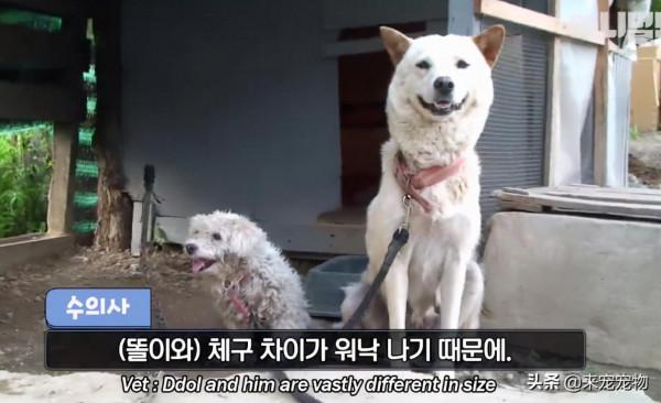 狗媽生了50只一模一樣的狗崽...裝監控、DNA鑑定只為找出渣爹 狗媽生了50只一模一樣的狗崽...裝監控、DNA鑑定只為找出渣爹