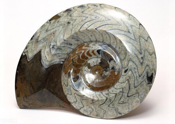 曾經稱霸了4億年的海洋霸主——菊石 曾經稱霸了4億年的海洋霸主——菊石