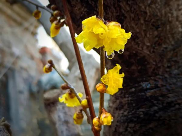 青州第一波臘梅已上線&excl;尋香看這裡&excl;