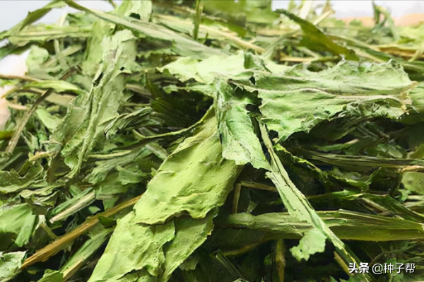 畝產達2萬公斤,魯梅克斯,液態飼餵技術,一畝地能餵養上百頭豬 畝產達2萬公斤,魯梅克斯,液態飼餵技術,一畝地能餵養上百頭豬