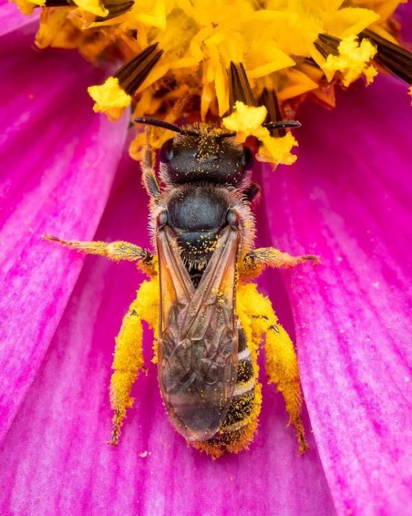 自然界的動物們，很有趣的照片
