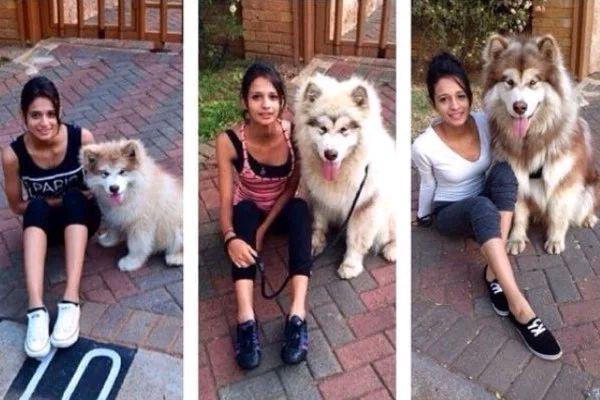 小狗喜歡趴在女主人身上睡覺,如今150斤重,卻忘記了長大 小狗喜歡趴在女主人身上睡覺,如今150斤重,卻忘記了長大