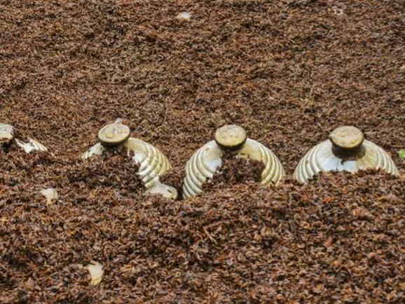 &OpenCurlyDoubleQuote;酒是陳的香&rdquo;，白酒埋地下能存18年？行家：做好3點，越放越香