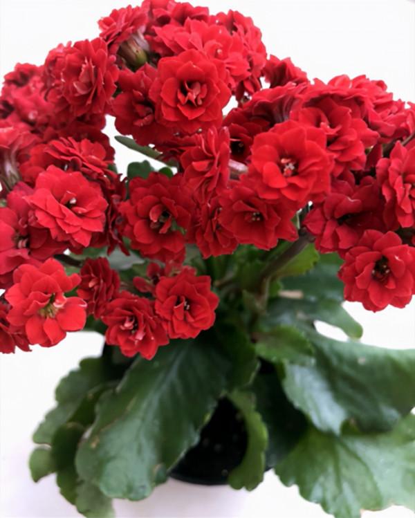 長壽花常見的問題彙總,只需要簡單幾步,就能養好 長壽花常見的問題彙總,只需要簡單幾步,就能養好