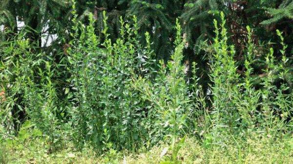 發現60歲阿姨養花，那叫一個“美”，主要是用的土好，還不花錢