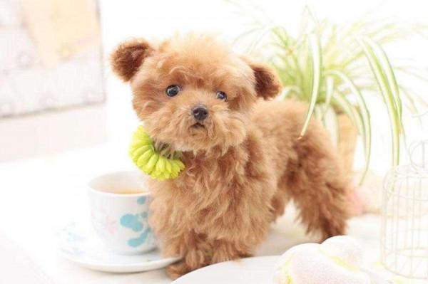 狗狗品種介紹大全！我們應該怎麼挑選適合自己的狗狗？