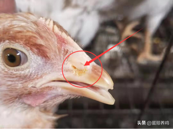 雞群伸脖、張嘴、喘氣,咋回事?搞懂這4點,養雞人輕鬆應對 雞群伸脖、張嘴、喘氣,咋回事?搞懂這4點,養雞人輕鬆應對