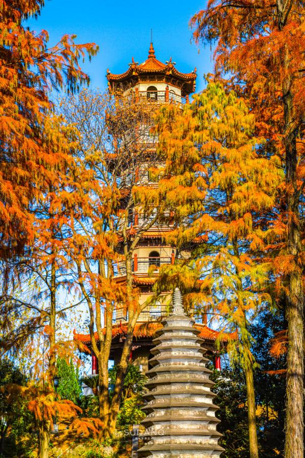 武漢人究竟多愜意?46萬平方米的城市公園猶如森林一般,景色醉人 武漢人究竟多愜意?46萬平方米的城市公園猶如森林一般,景色醉人