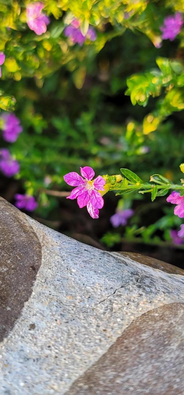 三星note20u拍微距也不錯 三星note20u拍微距也不錯