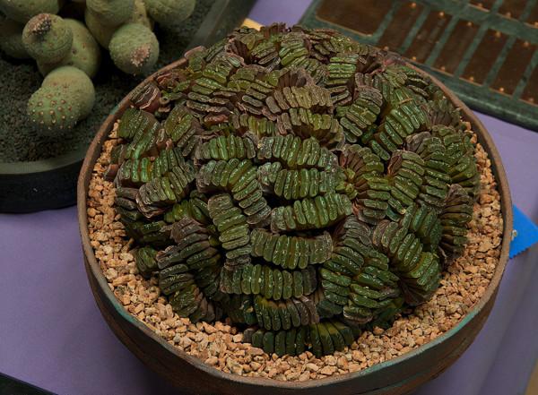 秋季養多肉，該用什麼“水”澆灌？這3樣均比自來水好使