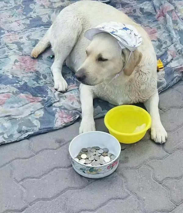 這年代，狗狗都掙錢餬口了，你不努力有飯吃嗎？