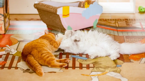 盤點 | 小貓咪那些奇奇怪怪的“酸角”關係