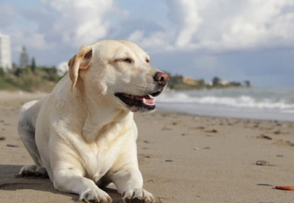 想養中大型犬？推薦這6種狗狗，好看又溫順