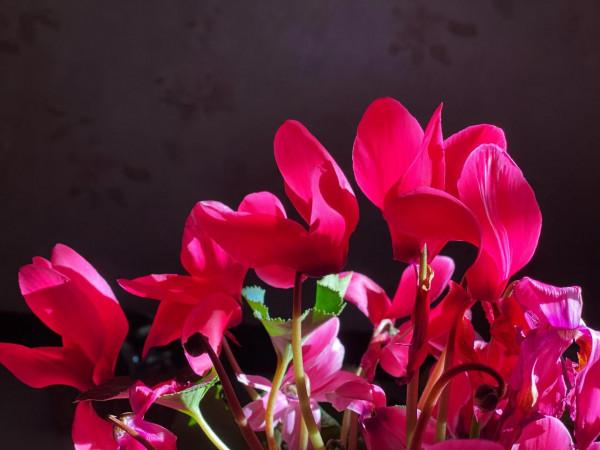 養花最大的好處應該就是對孩子和愛人更加懂得 溫柔