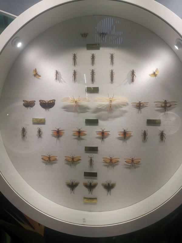 深秋的蝴蝶 深秋的蝴蝶