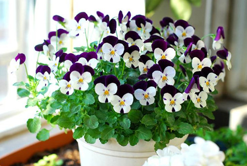 雨雪天凍不死的8種花,越冷越開花,冬天養一盆,喜慶又漂亮 雨雪天凍不死的8種花,越冷越開花,冬天養一盆,喜慶又漂亮