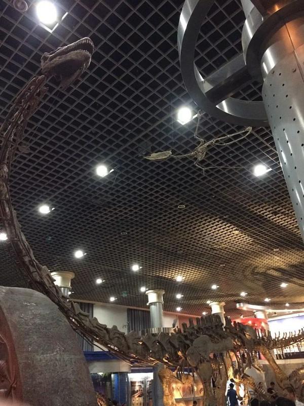 這可能是你見過最長的脖子……