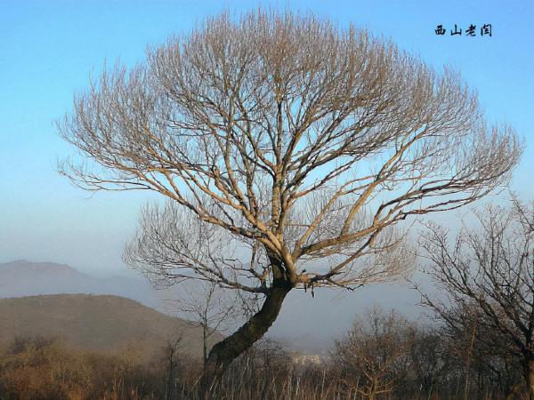 鐵坨山不是北京百慕大 鐵坨山不是北京百慕大