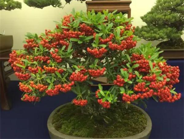 去年山上挖根“黑木樁”，養個1年時間改頭換面，成吉祥果樹盆景