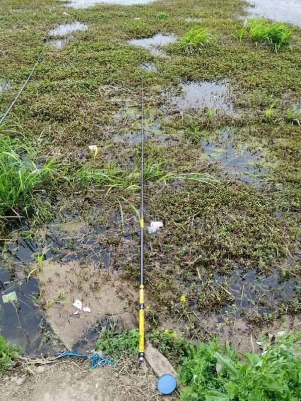 黃花錦簇白馬湖